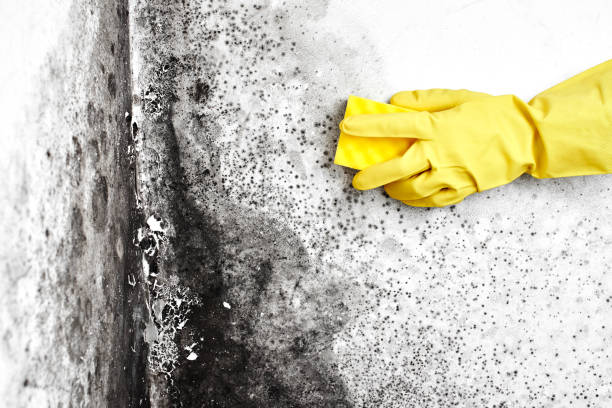 Best Best Mold Removal Companies  in Crossville, TN