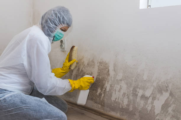 Best Residential Mold Removal  in Crossville, TN