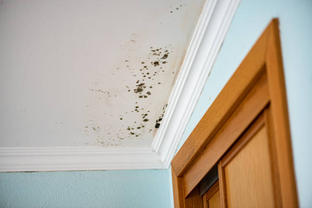 Best Certified Mold Removal  in Crossville, TN