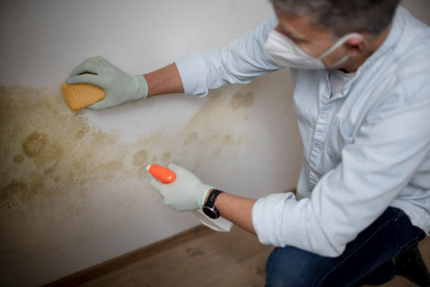 Best Mold Removal Company Near Me  in Crossville, TN