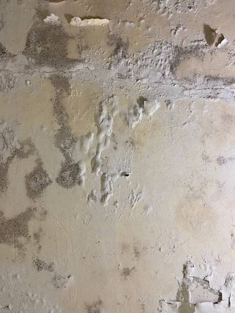 Best Toxic Mold Removal  in Crossville, TN