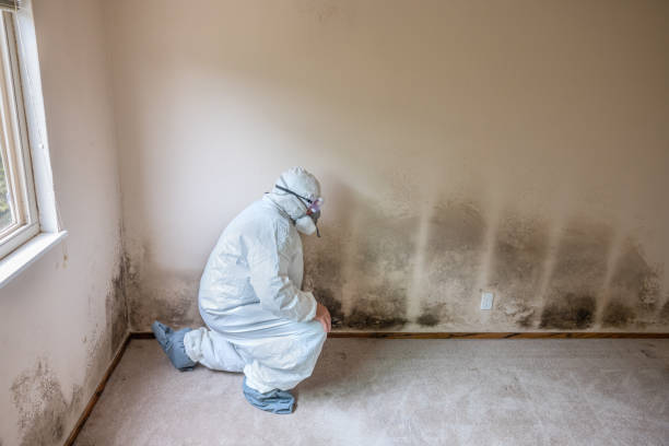 Best Home Mold Removal  in Crossville, TN