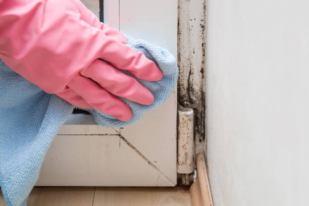 Best Emergency Mold Removal  in Crossville, TN