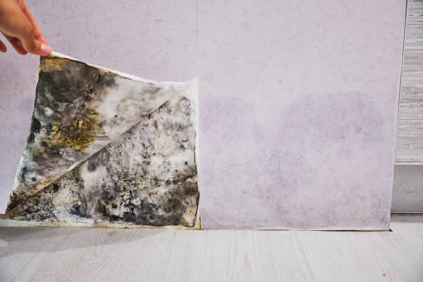 Best Mold Removal Company Near Me  in Crossville, TN